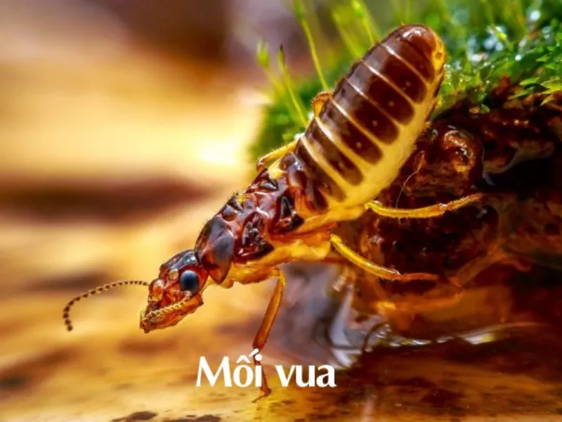 Tập tính sinh sản của mối