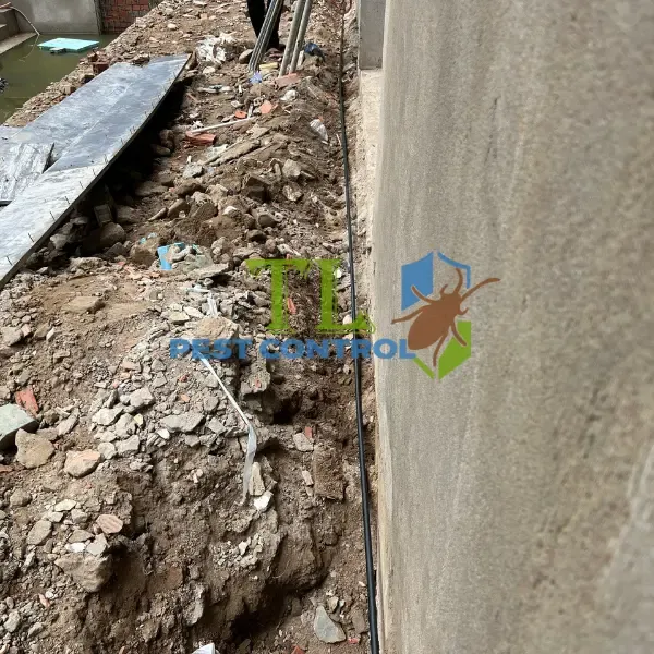 quy định về chống mối cho công trình