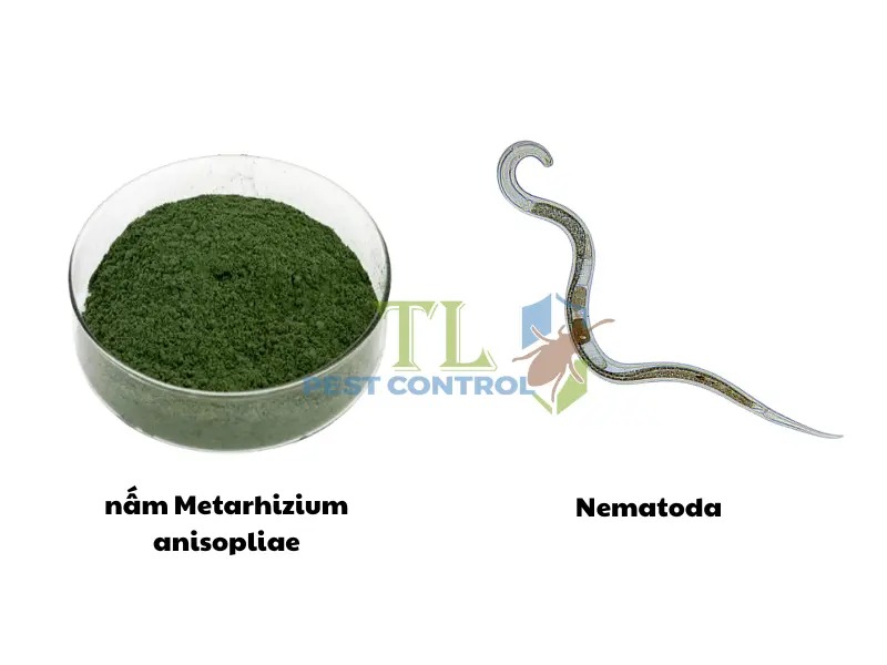 Diệt mối bằng bả sinh học