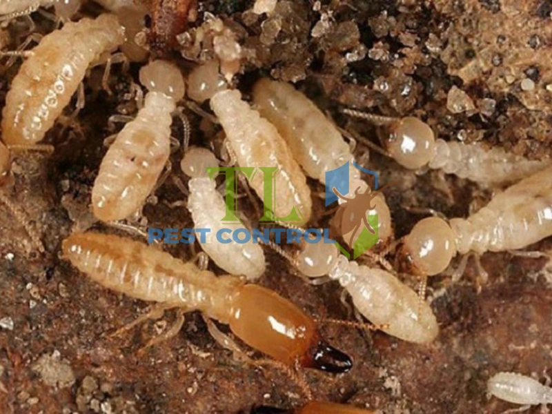 so sánh mồi diệt mối và thuốc phun mối