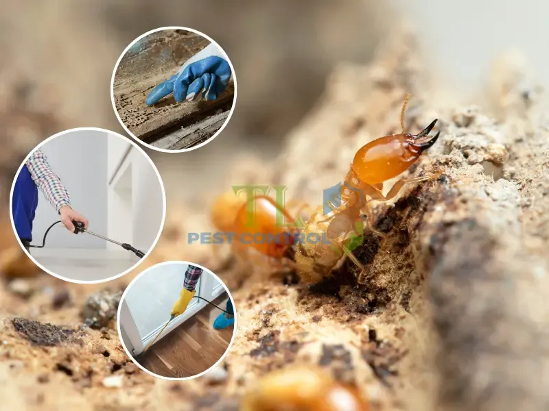 Hậu quả của mối gây nên