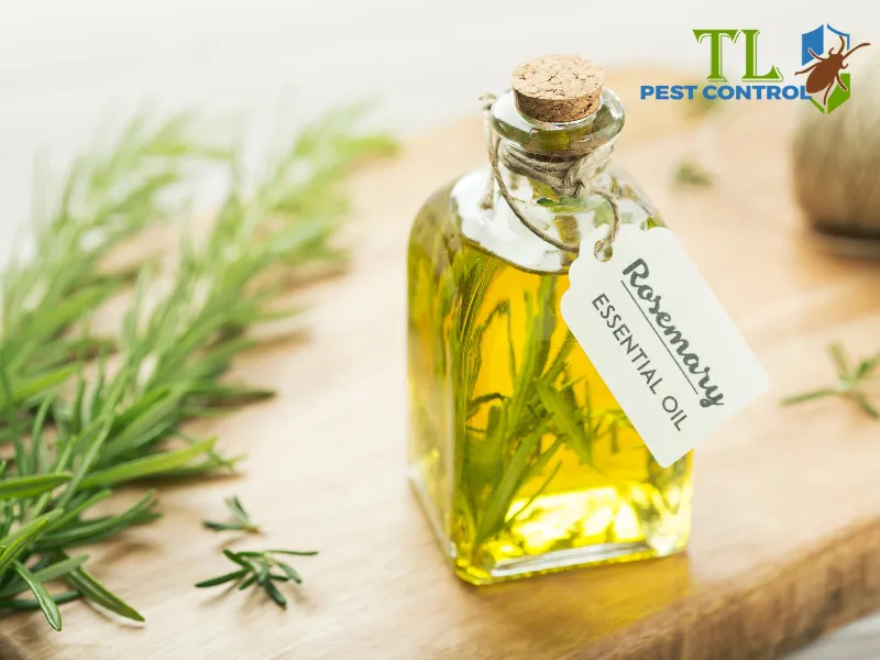 Cách diệt muỗi bằng tinh dầu hương thảo