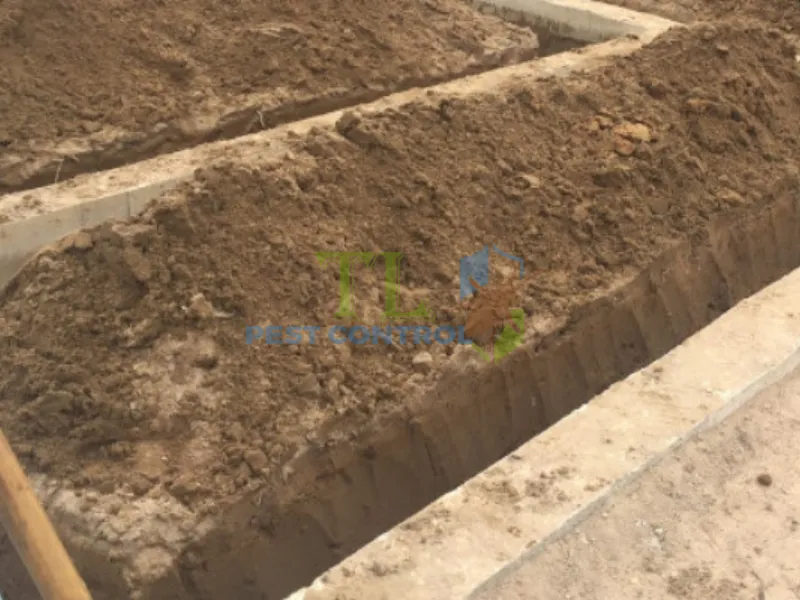 Đào rãnh ngăn mối bằng muối