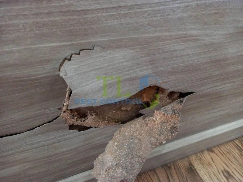 Gỗ bị rỗng, mềm hoặc dễ vỡ khi gõ