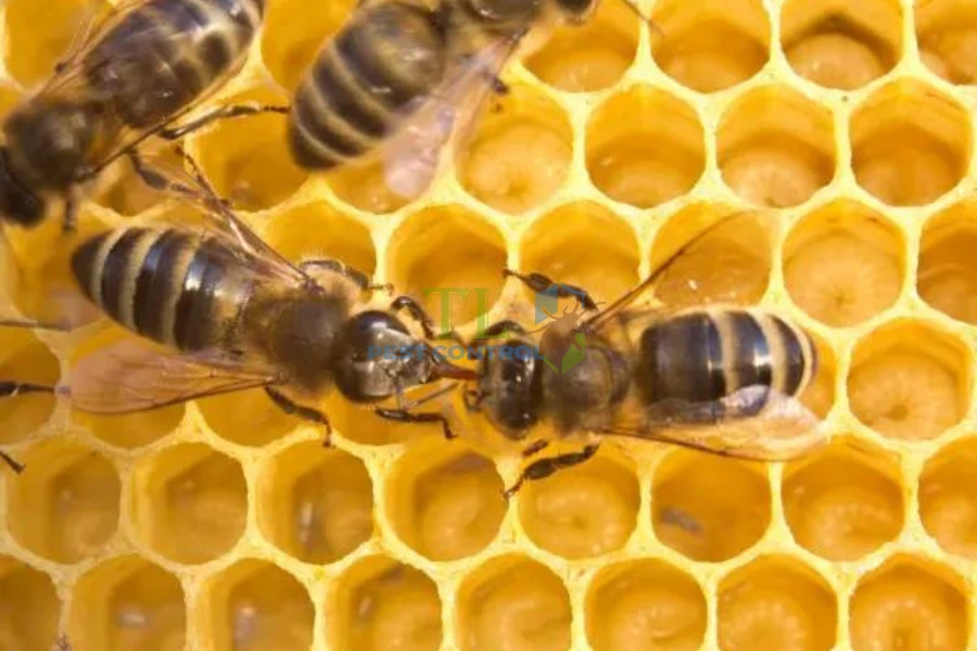 Chia Sẻ Cách Đuổi Ong Vàng Ra Khỏi Nhà, Ngăn Ong Làm Tổ