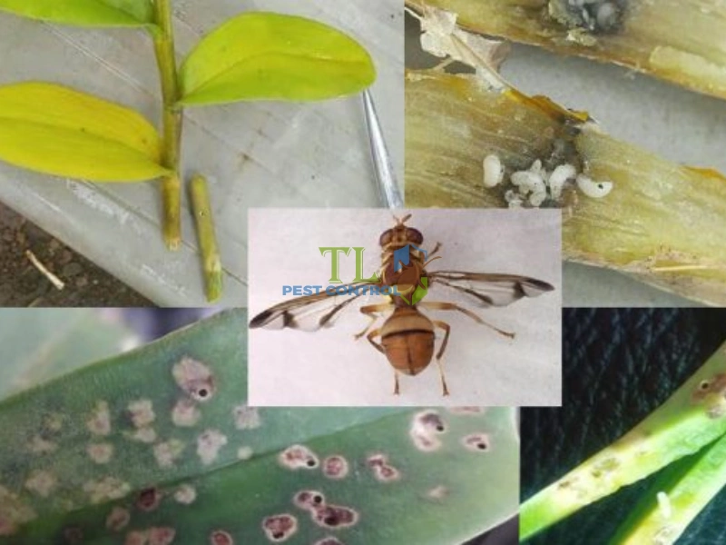 cách trị ruồi vàng trên lan