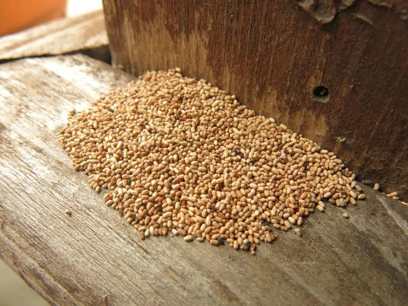 Sai lầm khiến việc diệt ấu trùng mối tại nhà thường thất bại