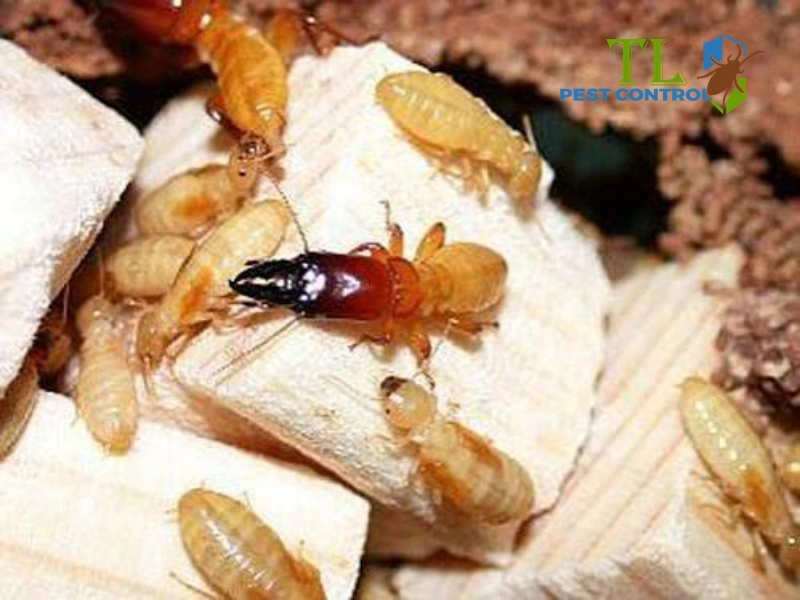 quy trình diệt mối mất bao lâu
