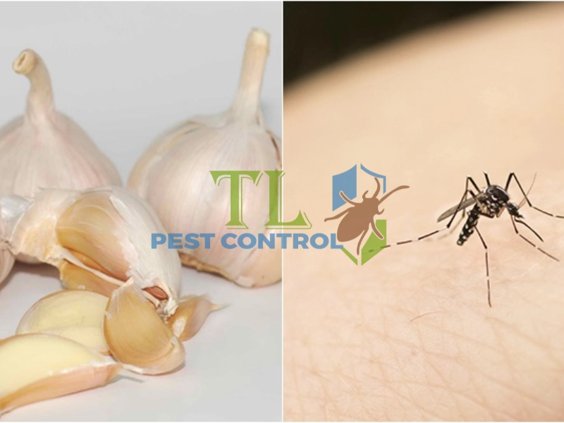 cách đuổi muỗi bằng tỏi