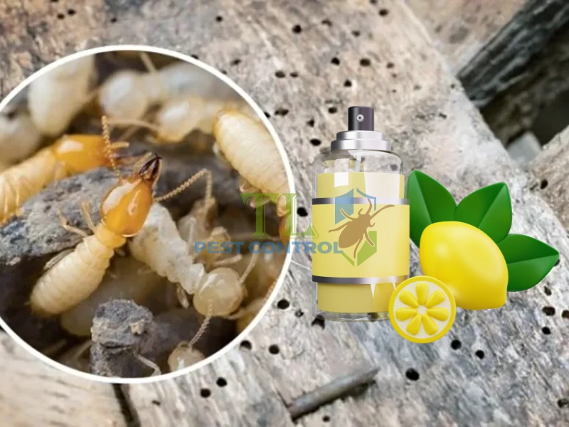 Tại sao tự diệt mối tại nhà thường thất bại?