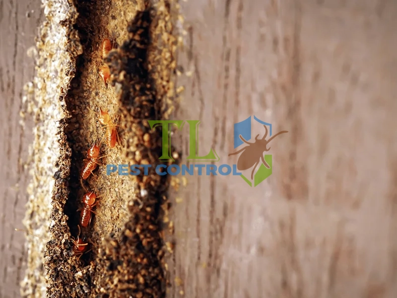 diệt mối trong tủ quần áo 