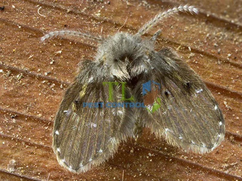 ruồi cống có hại không? ruồi cống có hại không?