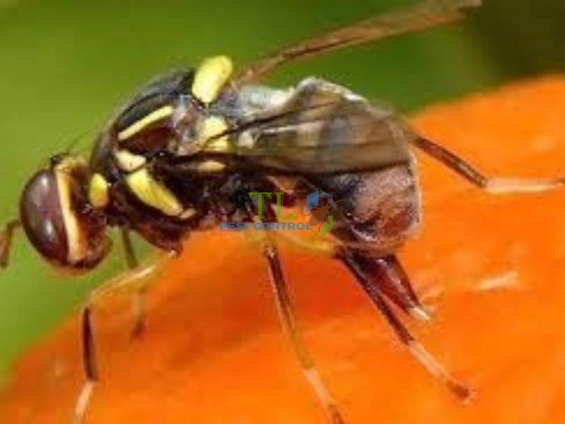 cách trị ruồi vàng trên lan