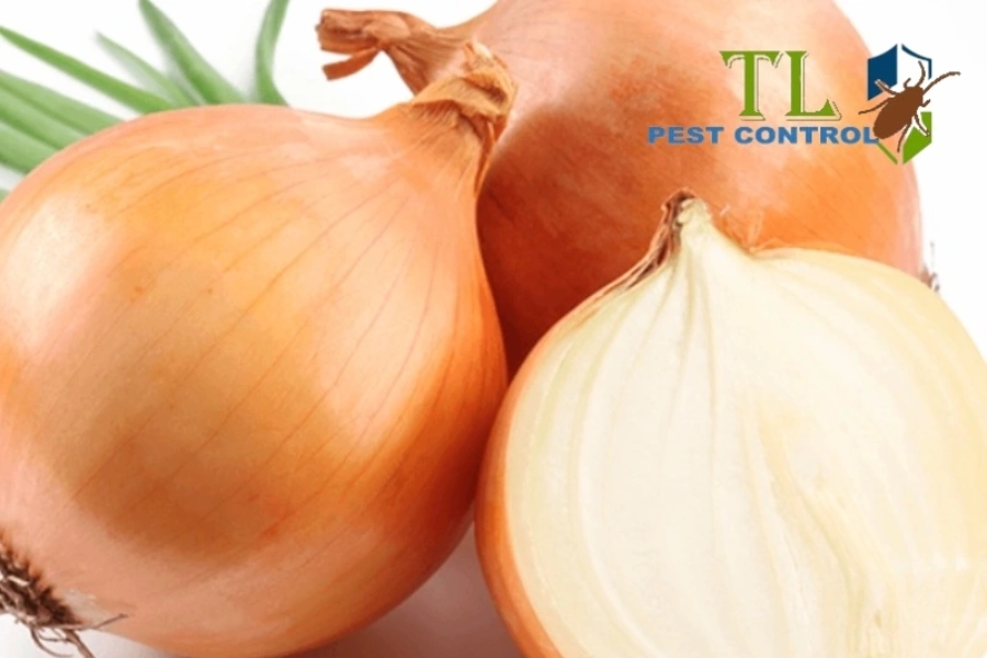 Hướng Dẫn Cách Đuổi Muỗi Bằng Hành Tây Hiệu Quả, An Toàn Tại Nhà