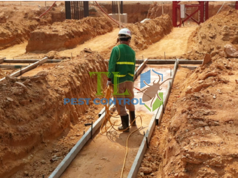 con mối đất và con mối gỗ