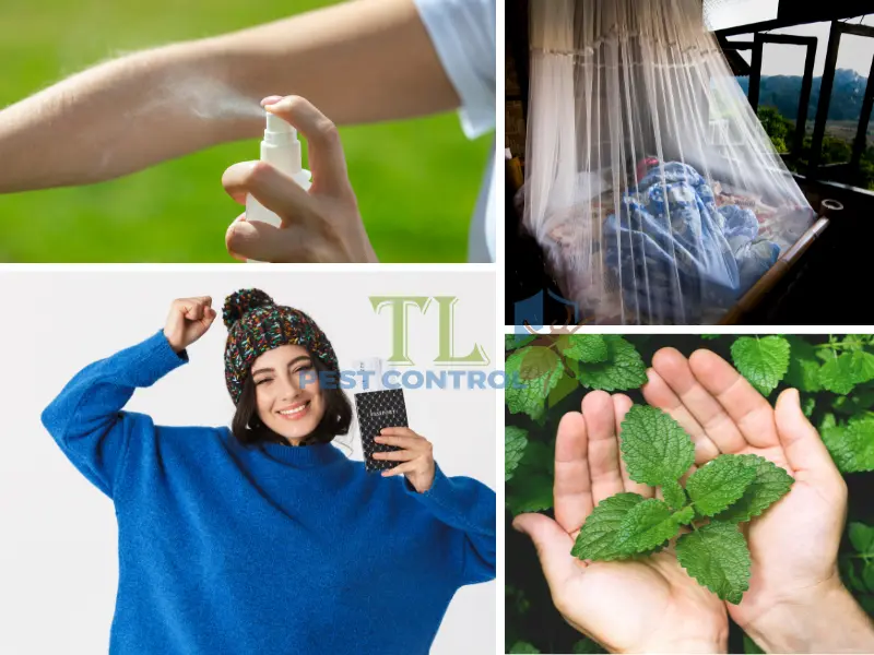 Phòng ngừa muỗi độc đốt hiệu quả