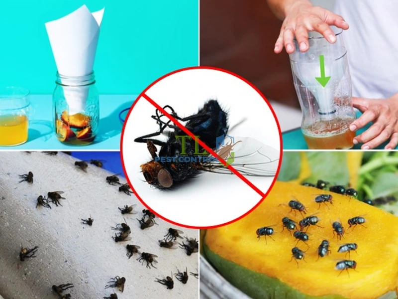 tác hại của ruồi giấm