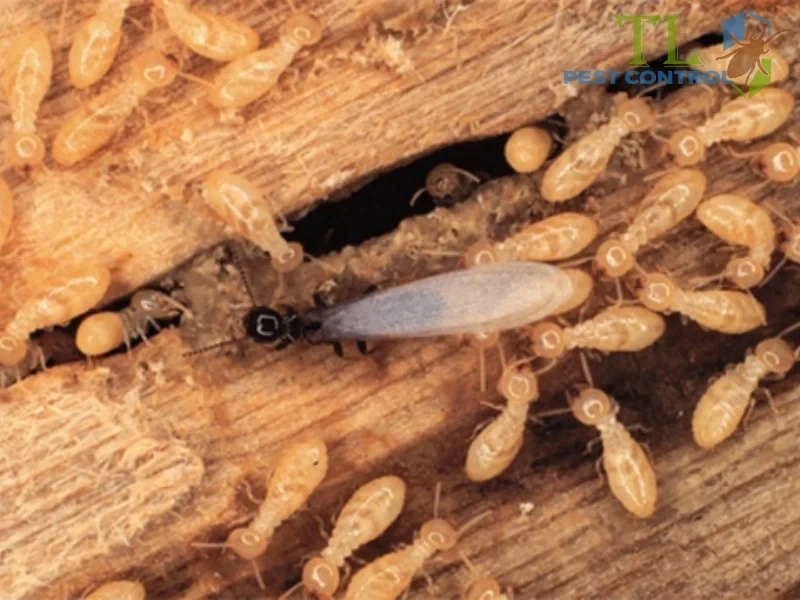 nhà có mối xông