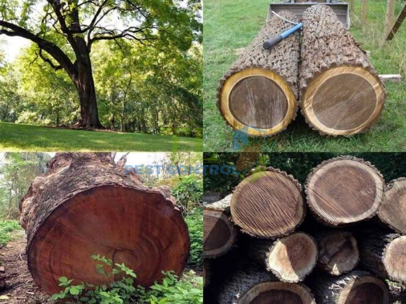 Phần giác gỗ và gỗ chưa qua tẩm sấy