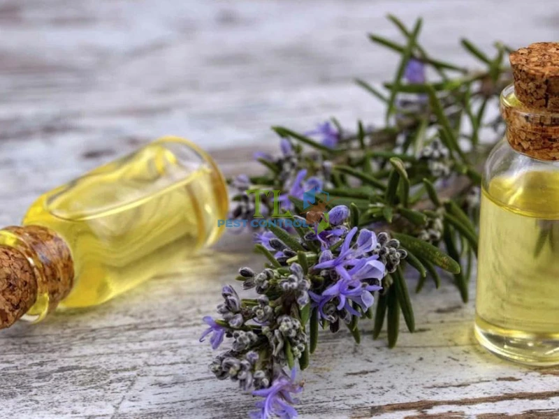 tinh dầu chống kiến ba khoang tinh dầu chống kiến ba khoang