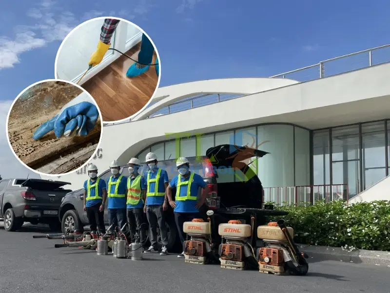 Quy trình dịch vụ diệt mối chuyên nghiệp tại phường Cầu Ông Lãnh của Trần Long