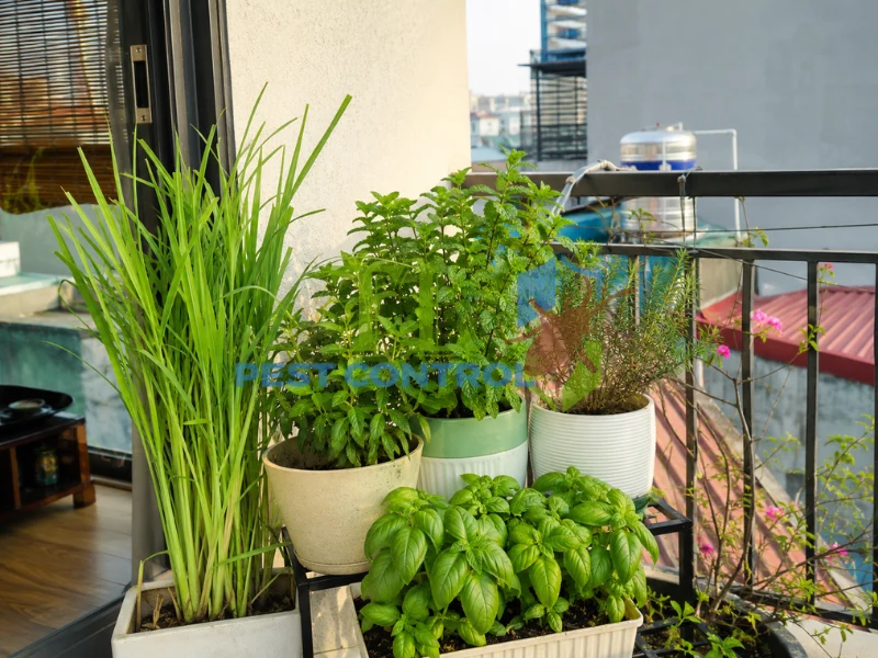 chống muỗi đốt chống muỗi đốt