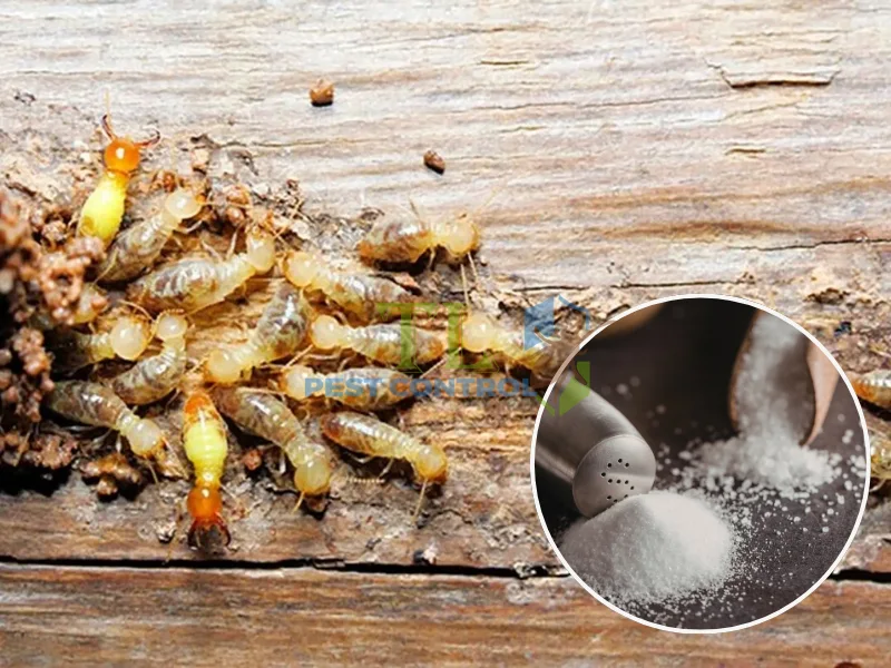 phương pháp diệt mối tận gốc