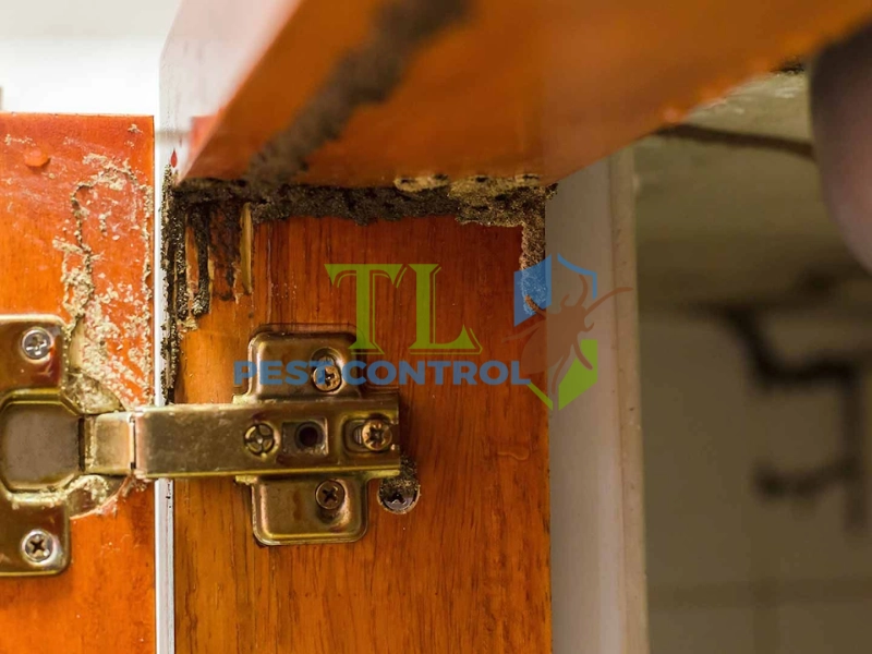 cách diệt mối cửa gỗ cách diệt mối cửa gỗ