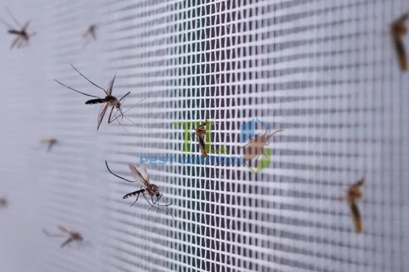 cách đuổi muỗi cho gà chọi