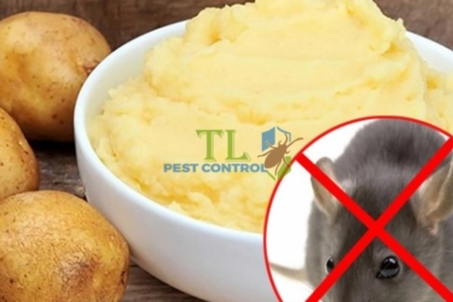 Diệt chuột bằng khoai tây nghiền 