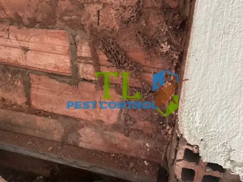 báo giá chống mối báo giá chống mối