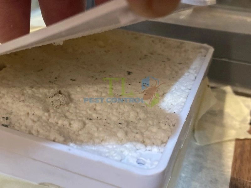 diệt mối chuyên nghiệp