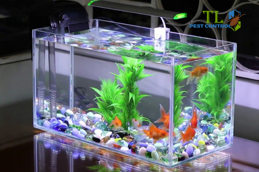 Nuôi cá cảnh trong các vật dụng chứa nước lớn