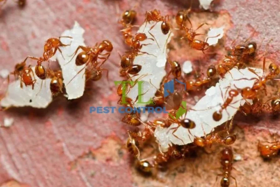 Cách Đuổi Kiến Lửa Ra Khỏi Nhà Hiệu Quả, An Toàn, Nhanh Chóng