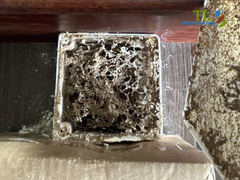 diệt mối tại Bình Tân