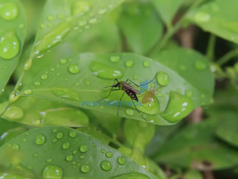  diệt muỗi Củ Chi