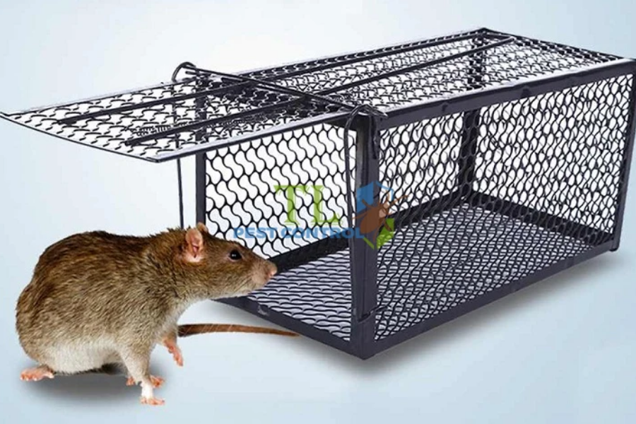 Bẫy chuột truyền thống