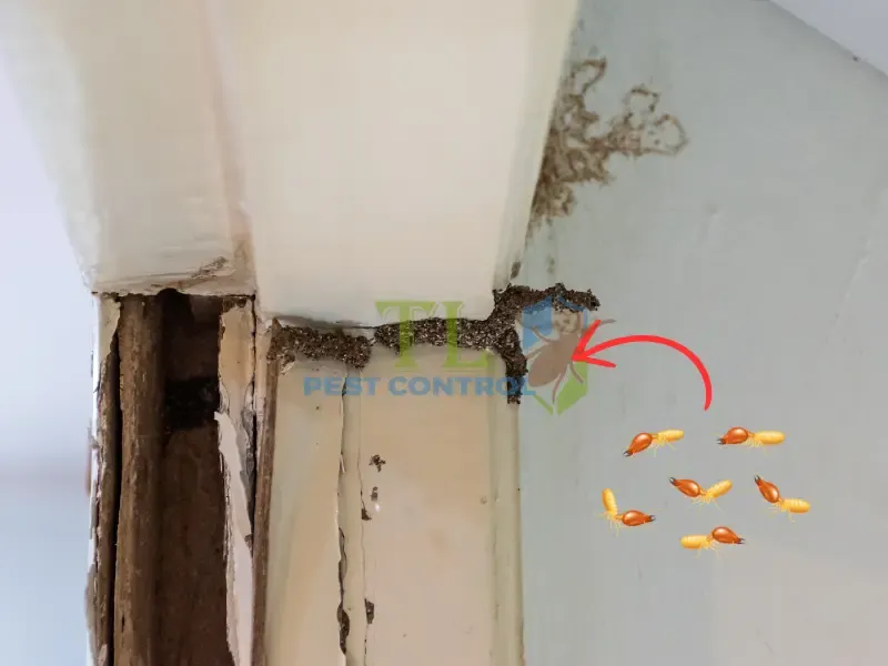 Diệt mối tận gốc tại phường Tân Hưng