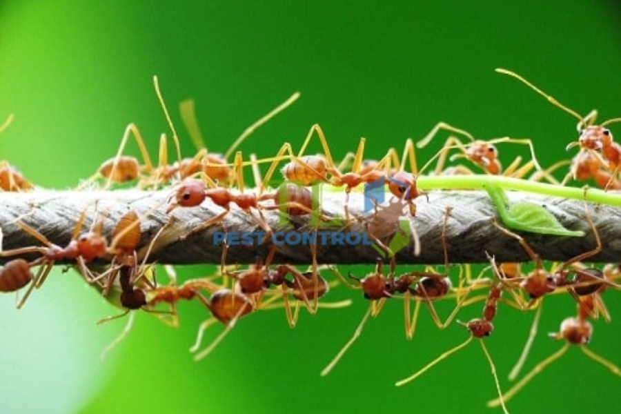 Thuốc Diệt Kiến Sinh Học Có Độc Không? Giải Đáp Nhanh