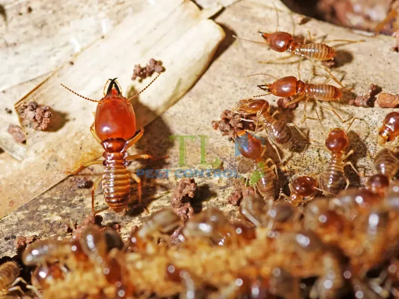 Tác hại của mối đến đời sống 