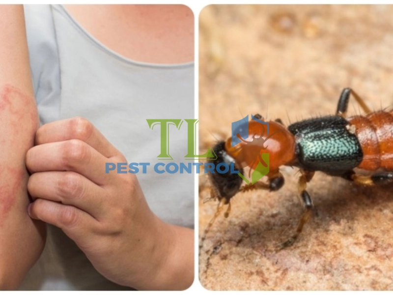 làm tinh dầu đuổi kiến ba khoang 