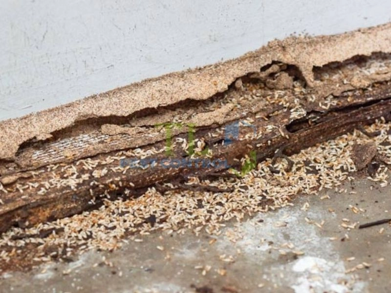 Cách giảm nguy cơ mối ăn gỗ công nghiệp