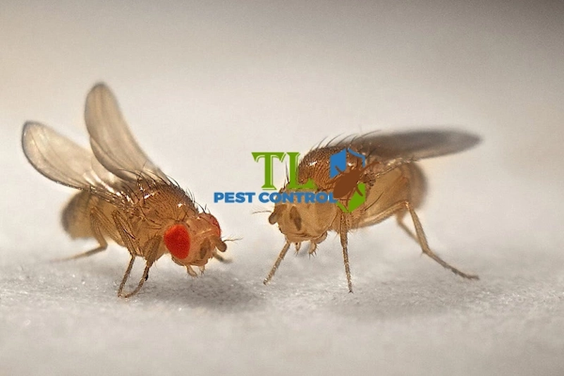 cách diệt ruồi giấm trong bếp