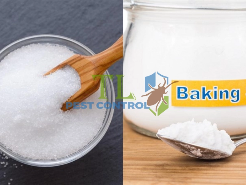 cách đuổi kiến làm tổ trong nhà