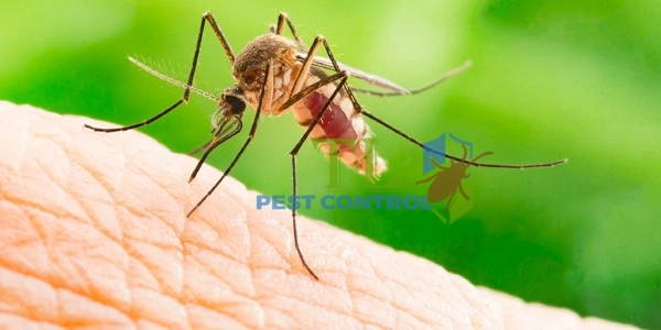 dịch vụ diệt muỗi tại đồng nai