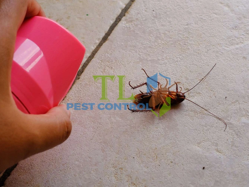 cách trị gián đức
