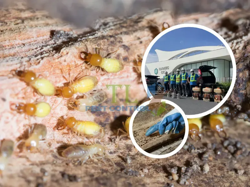 Quy trình diệt mối tận gốc của Trần Long phục vụ phường Nhiêu Lộc