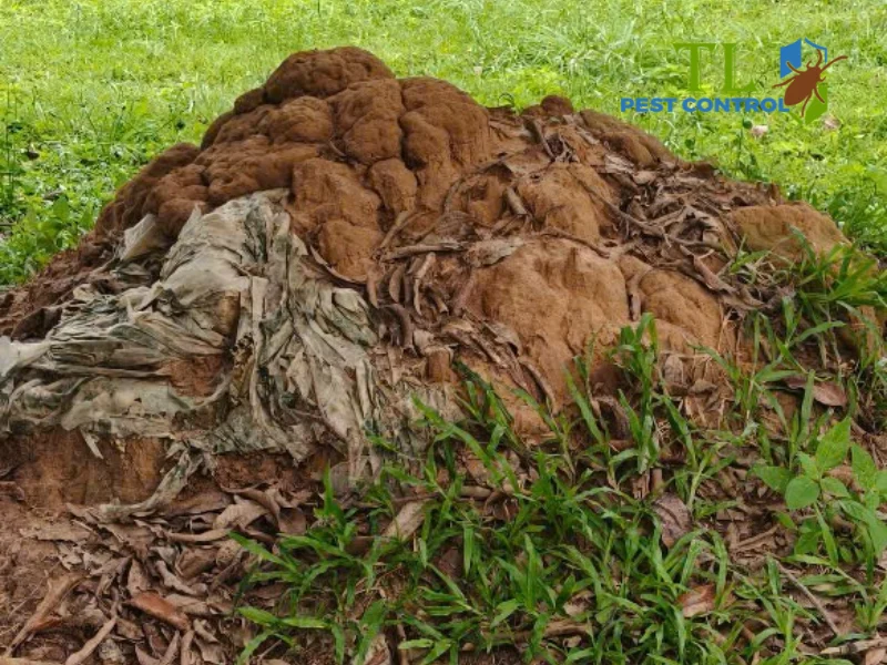 hình ảnh con mối chúa 