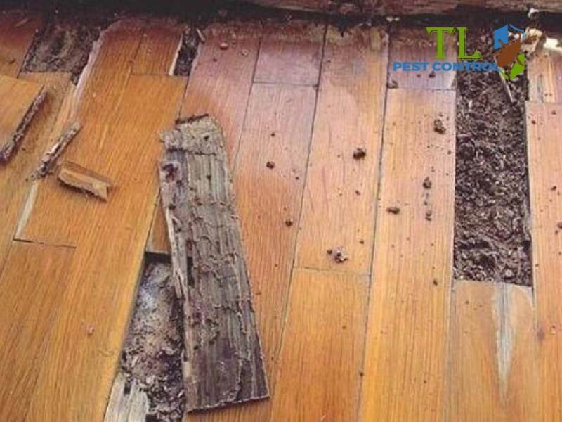mối sống ở đâu mối sống ở đâu
