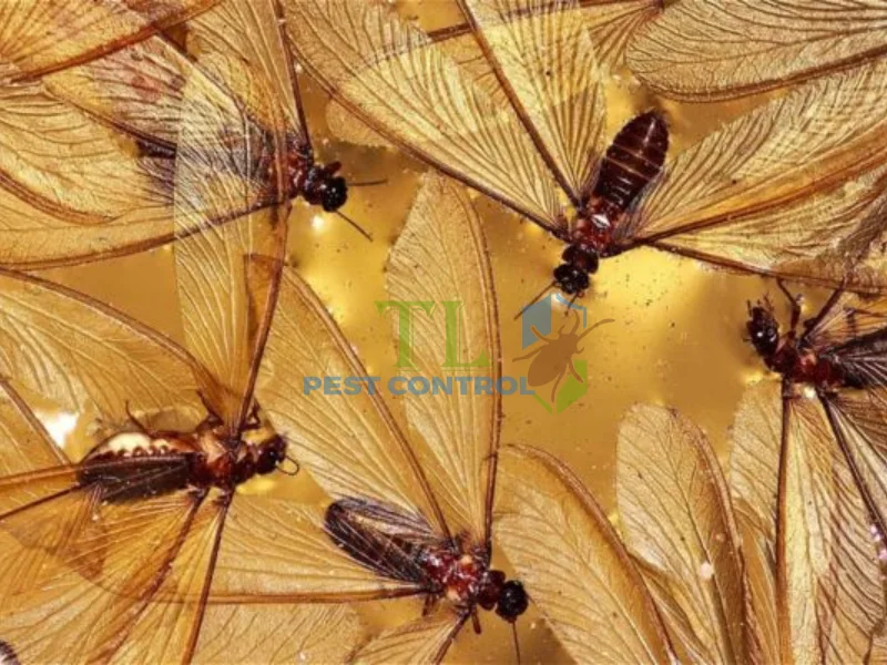 hình ảnh mối cánh